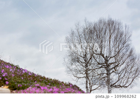 ひがしもこと芝桜公園 ひがしもこと芝桜公園 109968262