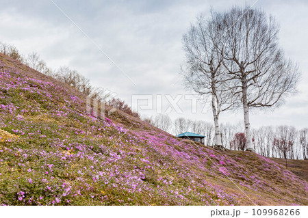 ひがしもこと芝桜公園 ひがしもこと芝桜公園 109968266