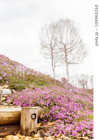 ひがしもこと芝桜公園 ひがしもこと芝桜公園 109968268