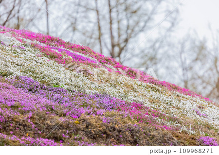 ひがしもこと芝桜公園 ひがしもこと芝桜公園 109968271