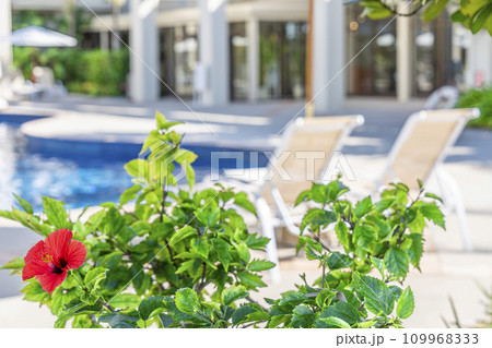 リゾートホテルのプールサイドとハイビスカス（ブッソウゲ）　イメージ　沖縄県名護市 109968333