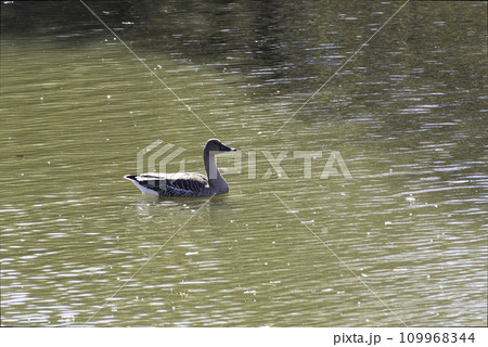 川を泳ぐオオヒシクイ 川を泳ぐオオヒシクイ 109968344