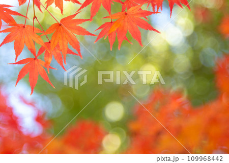 紅葉 紅葉 109968442