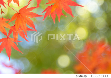 紅葉 紅葉 109968443