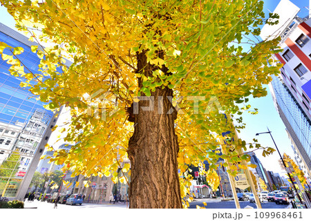 親不孝通り 福岡市中央区天神 親不孝通り 福岡市中央区天神 109968461