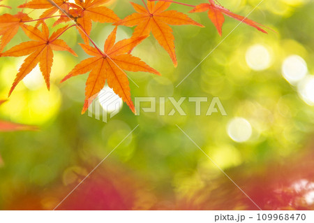 紅葉　コピースペース 109968470