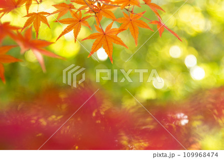 紅葉 コピースペース 紅葉 コピースペース 109968474