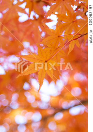 紅葉　見頃 109968497