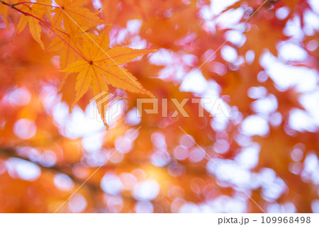 紅葉　見頃 109968498