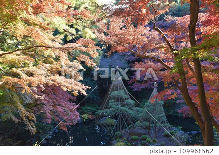 紅葉の殿ヶ谷戸庭園　東京 109968562