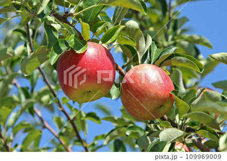 りんご　リンゴ　アップル　北海道産 109969009