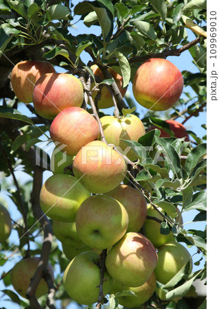 りんご　リンゴ　アップル　北海道産 109969010