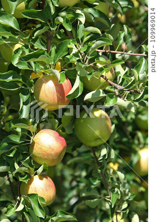 りんご　リンゴ　アップル　北海道産 109969014