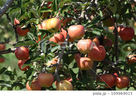 りんご　リンゴ　アップル　北海道産 109969015