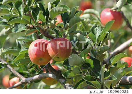 りんご リンゴ アップル 北海道産 りんご リンゴ アップル 北海道産 109969021