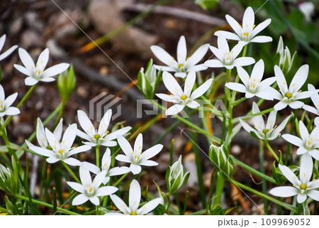 オオアマナ オオアマナ 109969052