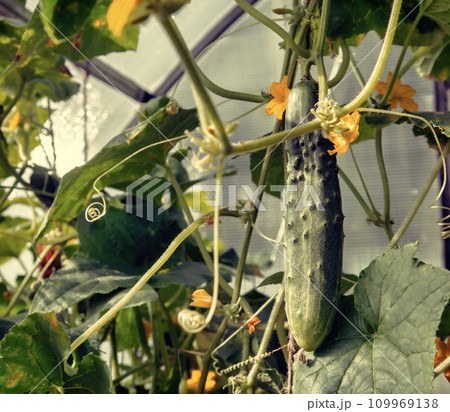In the greenhouse grows a young cucumber. 109969138