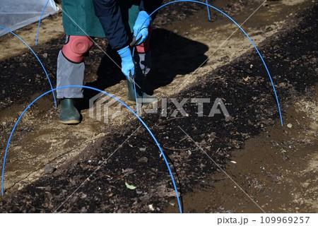マルチシート張り・マルチング・野菜畑の防寒対策 109969257