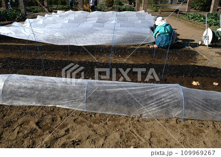 マルチシート張り・マルチング・野菜畑の防寒対策 109969267