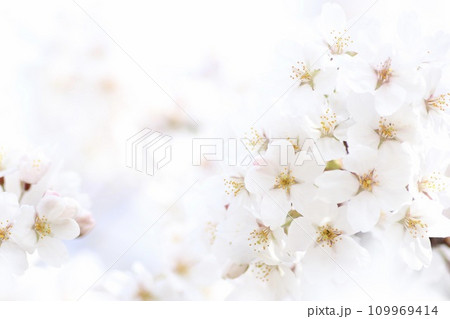 ソメイヨシノのクローズアップ 109969414
