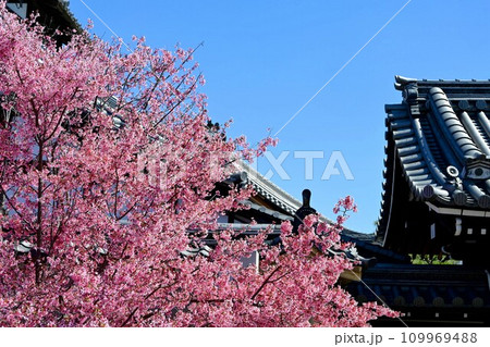 満開の桜と青い空、寺院の瓦屋根 109969488
