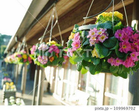 吊り下げプランターの花 吊り下げプランターの花 109969702