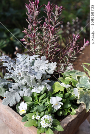 種から育てた白いビオラの寄せ植え 種から育てた白いビオラの寄せ植え 109969738