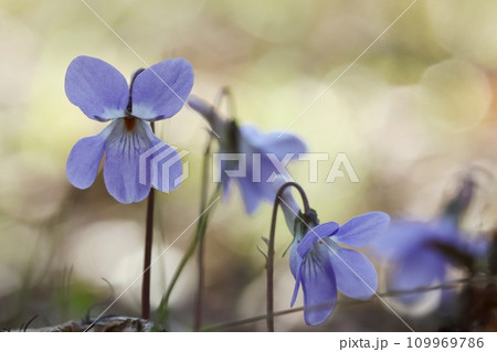 タチツボスミレ 春の山野草 紫色の花 クローズアップ タチツボスミレ 春の山野草 紫色の花 クローズアップ 109969786