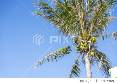 ブセナ海中公園のヤシの木　連なるココナッツの実　沖縄県名護市 109969969