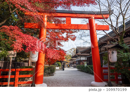 鳥居と紅葉 下鴨神社 賀茂御祖神社 109970199