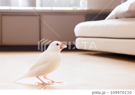 寝室のオス文鳥 AI生成画像 寝室のオス文鳥 AI生成画像 109970210