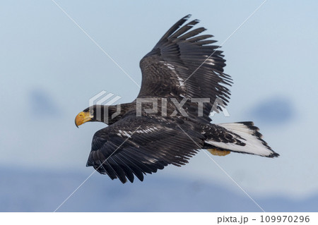 Steller's Sea-eagle in flight off the coast of Rausu, on the eastern side Shiretoko Steller's Sea-eagle in flight off the coast of Rausu, on the eastern side Shiretoko 109970296