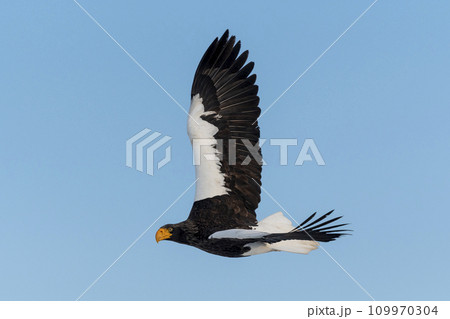 Steller's Sea-eagle in flight off the coast of Rausu, on the eastern side Shiretoko 109970304