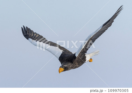 Steller's Sea-eagle in flight off the coast of Rausu, on the eastern side Shiretoko 109970305
