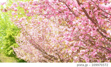 春の陽射しを浴びる満開の八重桜 春の陽射しを浴びる満開の八重桜 109970372