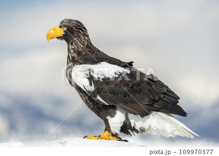 A huge adult Steller's Sea-eagle posing on the sea ice with the Shiretoko Peninsula background.  109970377
