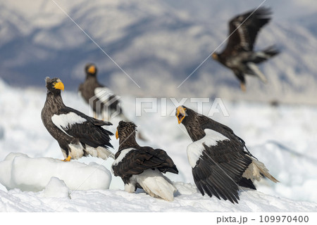Beautiful Steller's Sea-eagles posing on the ice floe. 109970400