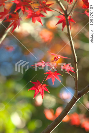 秋の日差しに輝く紅葉 109970407