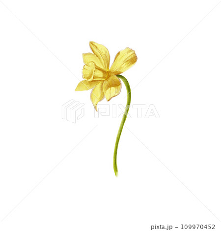 Watercolor hand drawn yellow narcissus. Spring flower. Botanical illustration of daffodils for typography, prints, textile and your design. 109970452