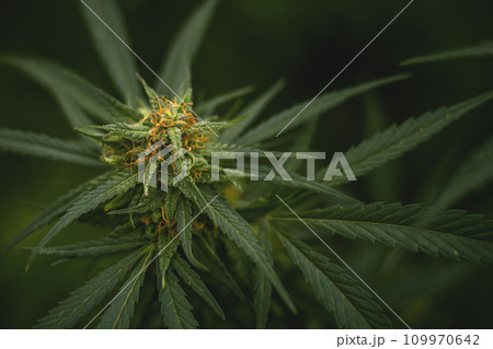 Flower bud of a marijuana plant close-up with visible orange hairs and green leaves in late flowering stage. 109970642