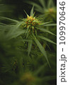 Flower bud of a marijuana plant close-up with visible orange hairs and green leaves in late flowering stage. 109970646