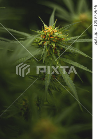 Flower bud of a marijuana plant close-up with visible orange hairs and green leaves in late flowering stage. 109970646