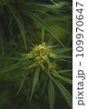 Flower bud of a marijuana plant close-up with visible orange hairs and green leaves in late flowering stage. 109970647