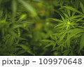 Flower bud of a marijuana plant close-up with visible orange hairs and green leaves in late flowering stage. 109970648