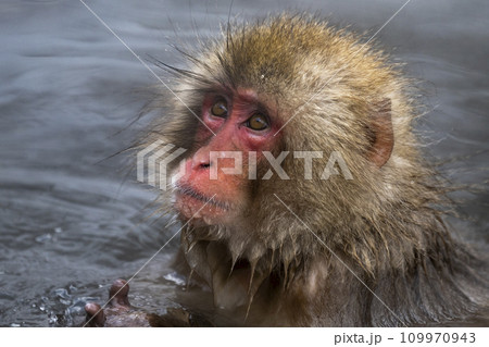 Expressive Japanese Macaque at Jigokudani on a cold, steamy day. Expressive Japanese Macaque at Jigokudani on a cold, steamy day. 109970943