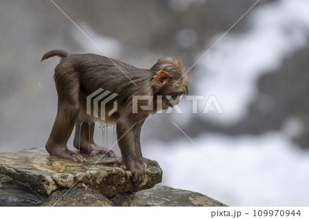 Expressive Japanese Macaque at Jigokudani on a cold, steamy day. Expressive Japanese Macaque at Jigokudani on a cold, steamy day. 109970944