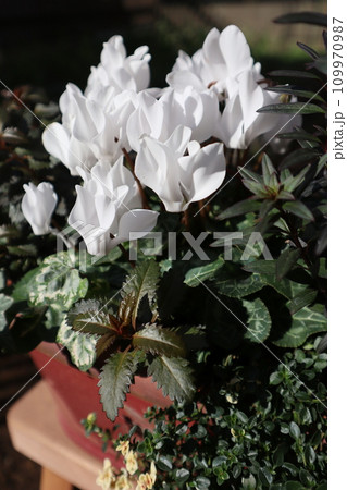 白いガーデンシクラメンの寄せ植え 白いガーデンシクラメンの寄せ植え 109970987