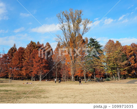 晩秋の公園 芝生の風景 晩秋の公園 芝生の風景 109971035