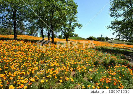 八王子山公園のポピー 109971356