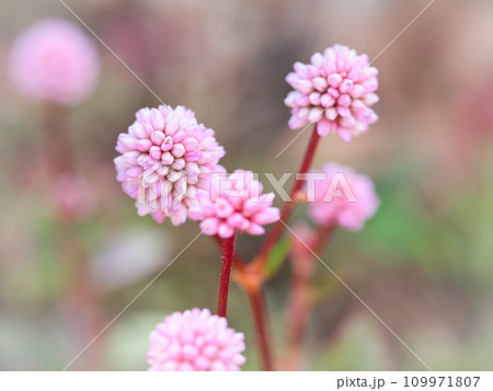 ヒメツルソバ ヒメツルソバ 109971807